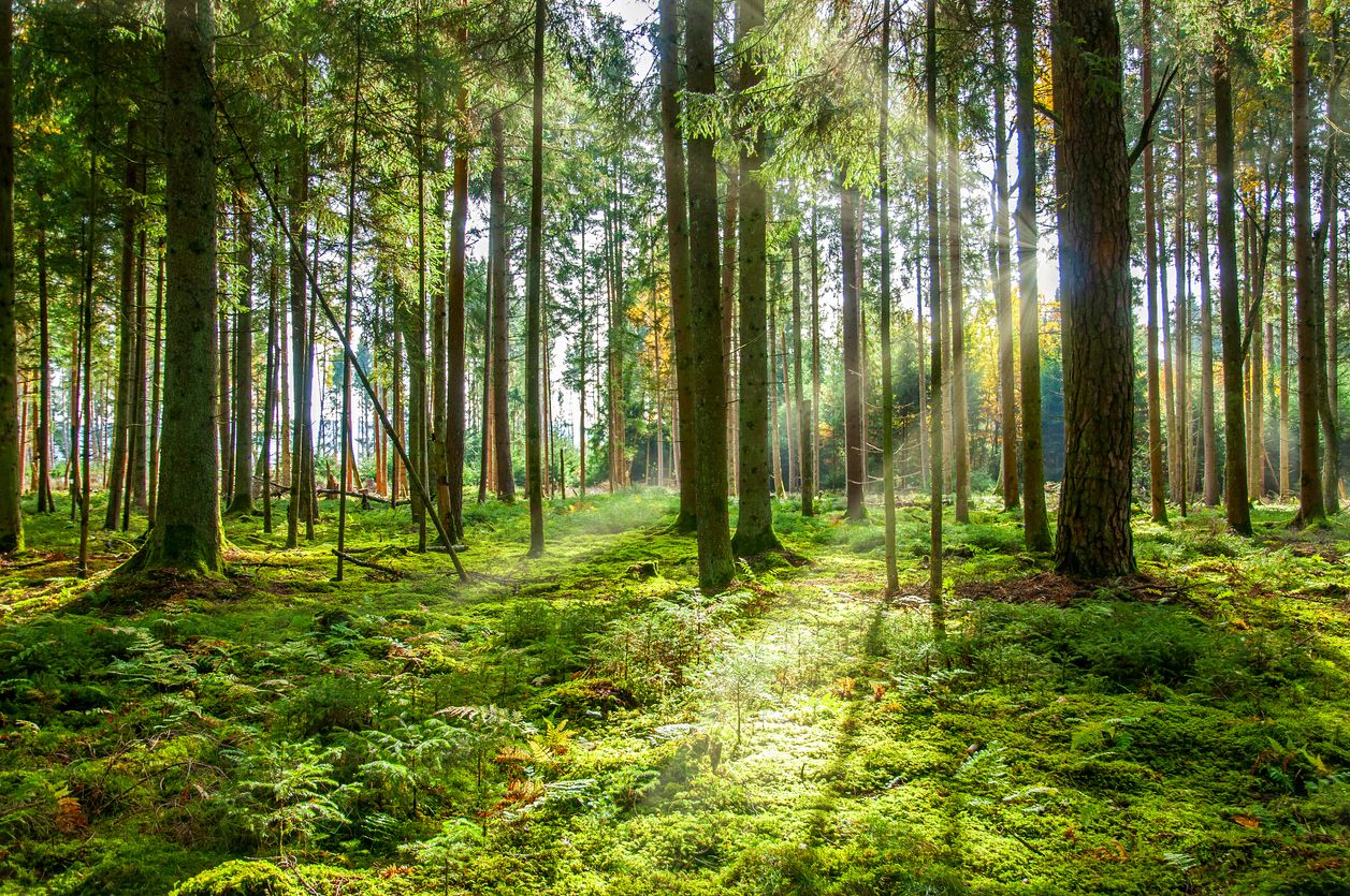 Pengelolaan Hutan Desa Untuk Keberlanjutan Lingkungan